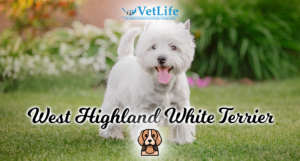 West Highland White Terrier