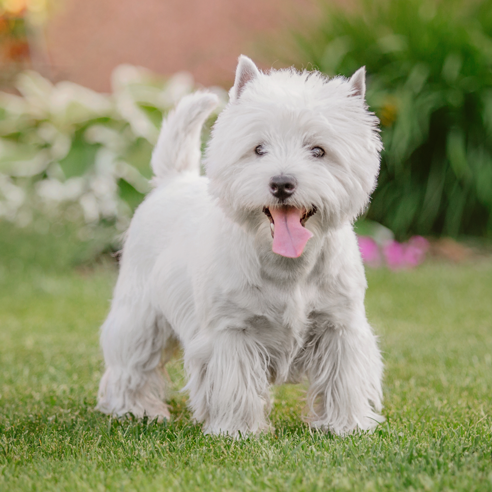 West Highland White Terrier