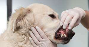 Clinica Vetlife di Cosenza, a giugno visite odontoiatriche gratuite per cane e gatto