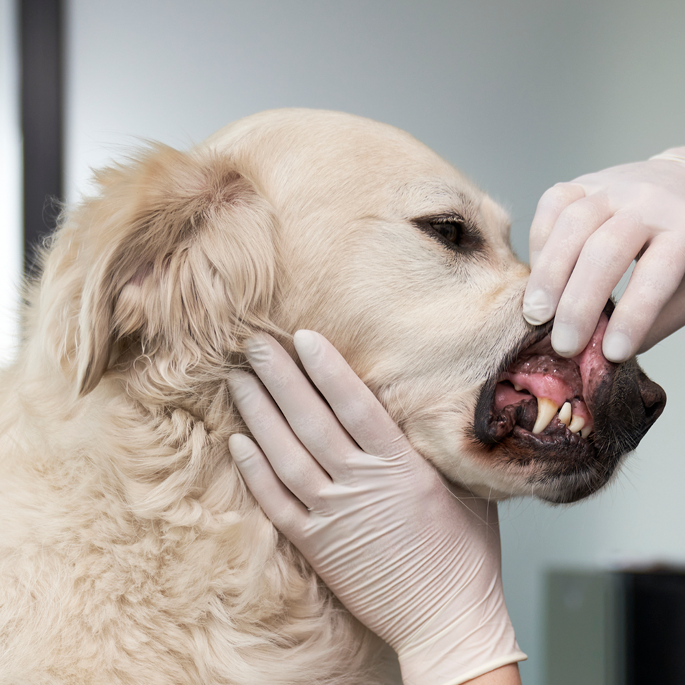 Clinica Vetlife di Cosenza, a giugno visite odontoiatriche gratuite per cane e gatto