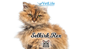 Selkirk Rex