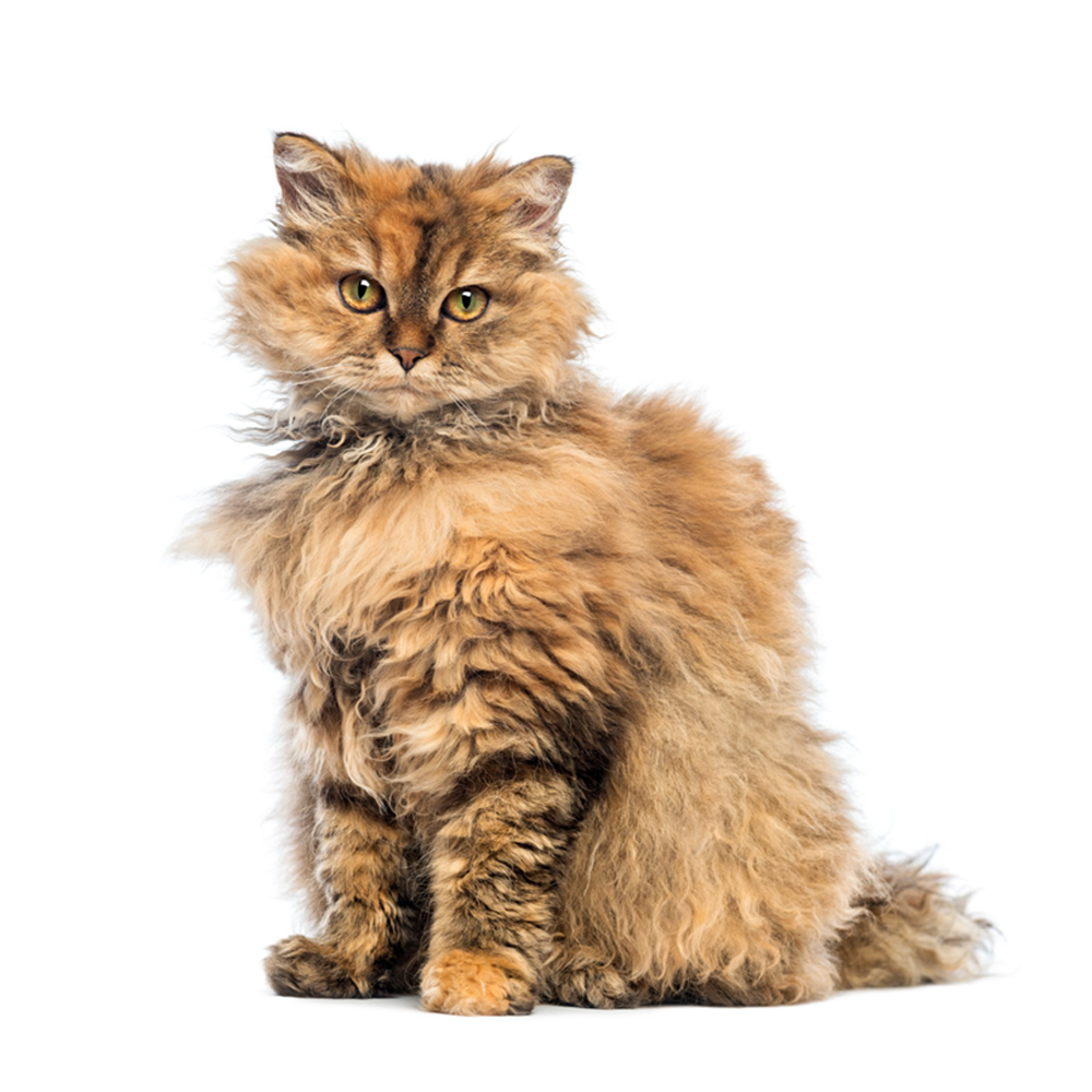 Selkirk Rex