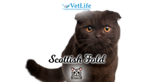 Scottish Fold