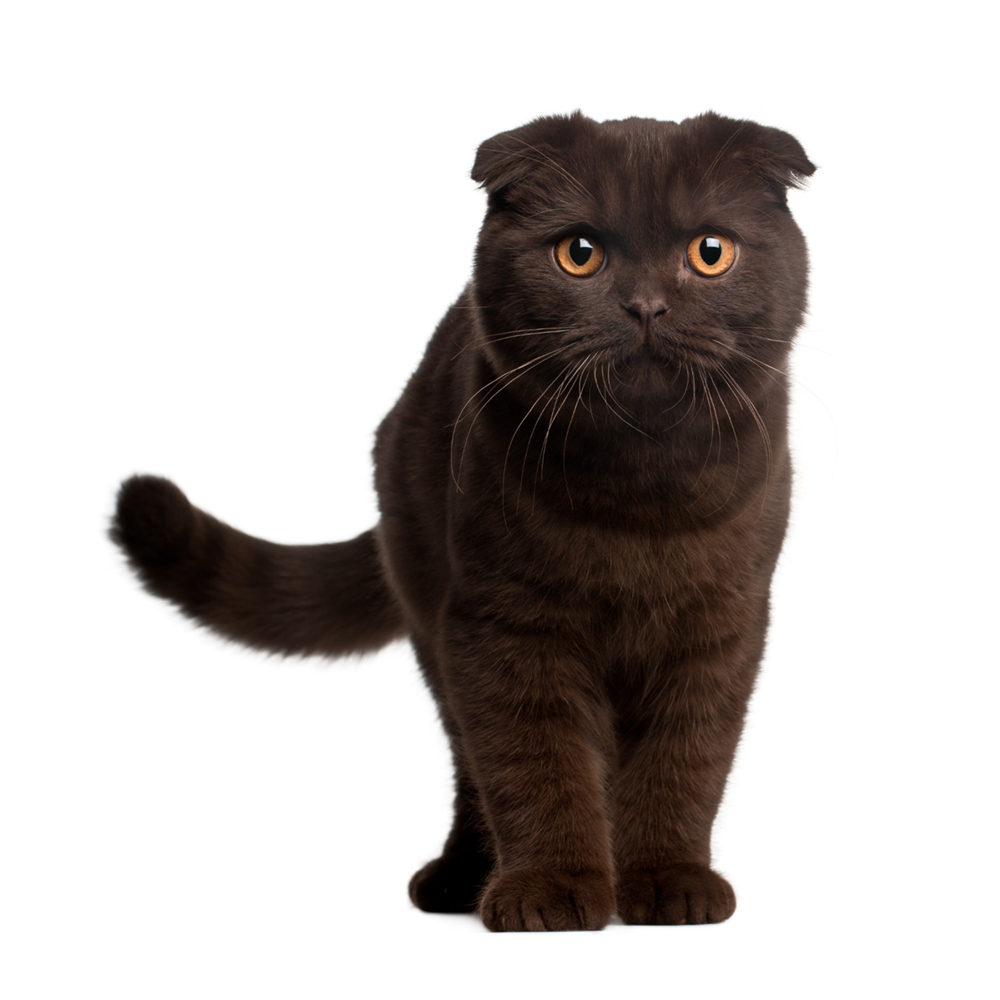 Scottish Fold