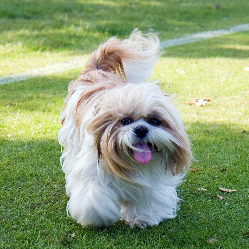 Shih Tzu