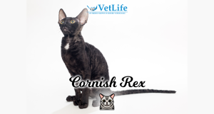 Cornish Rex