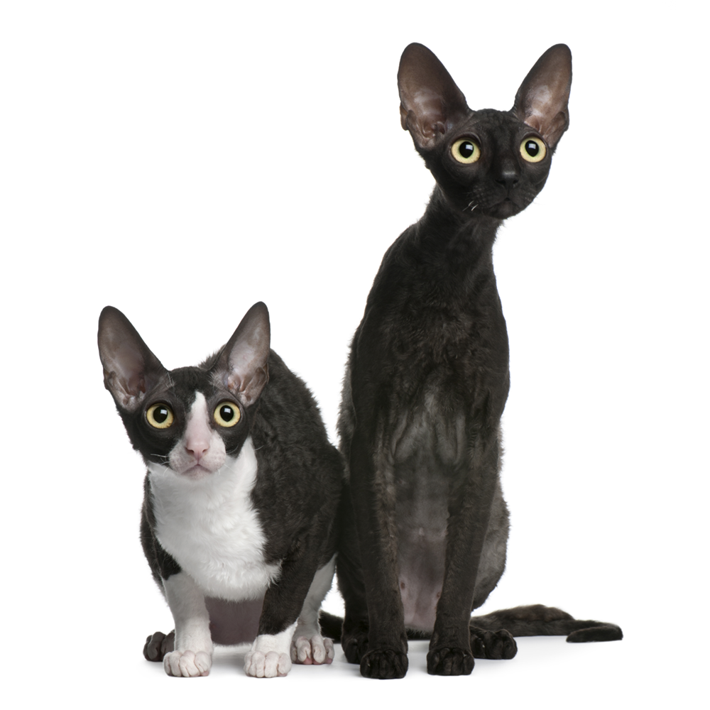 Cornish Rex