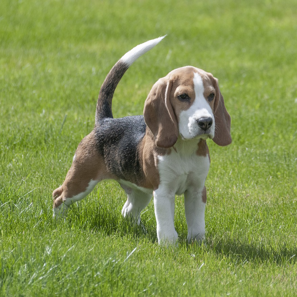 beagle