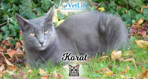 Korat