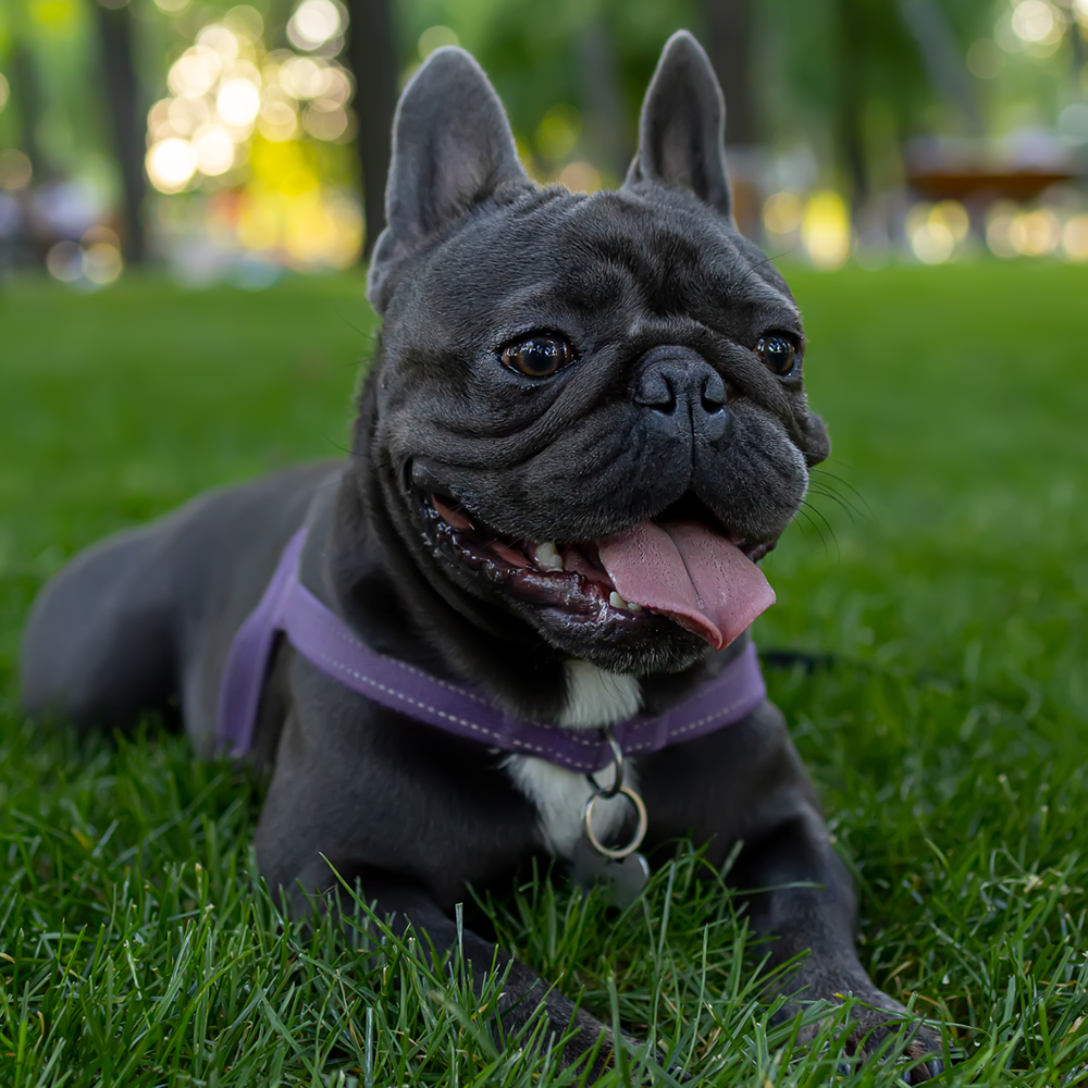 Bouledogue Francese