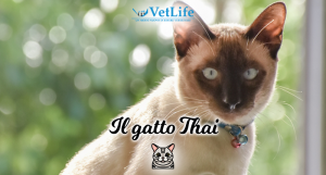 Gatto Thai