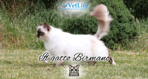 Gatto Birmano