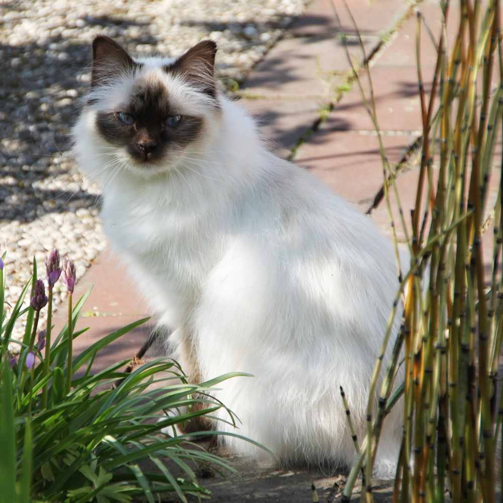 Gatto Birmano o Gatto Sacro di Birmania