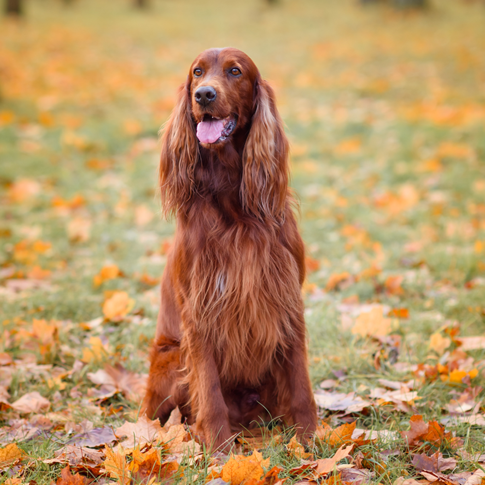 Cocker Spaniel Inglese